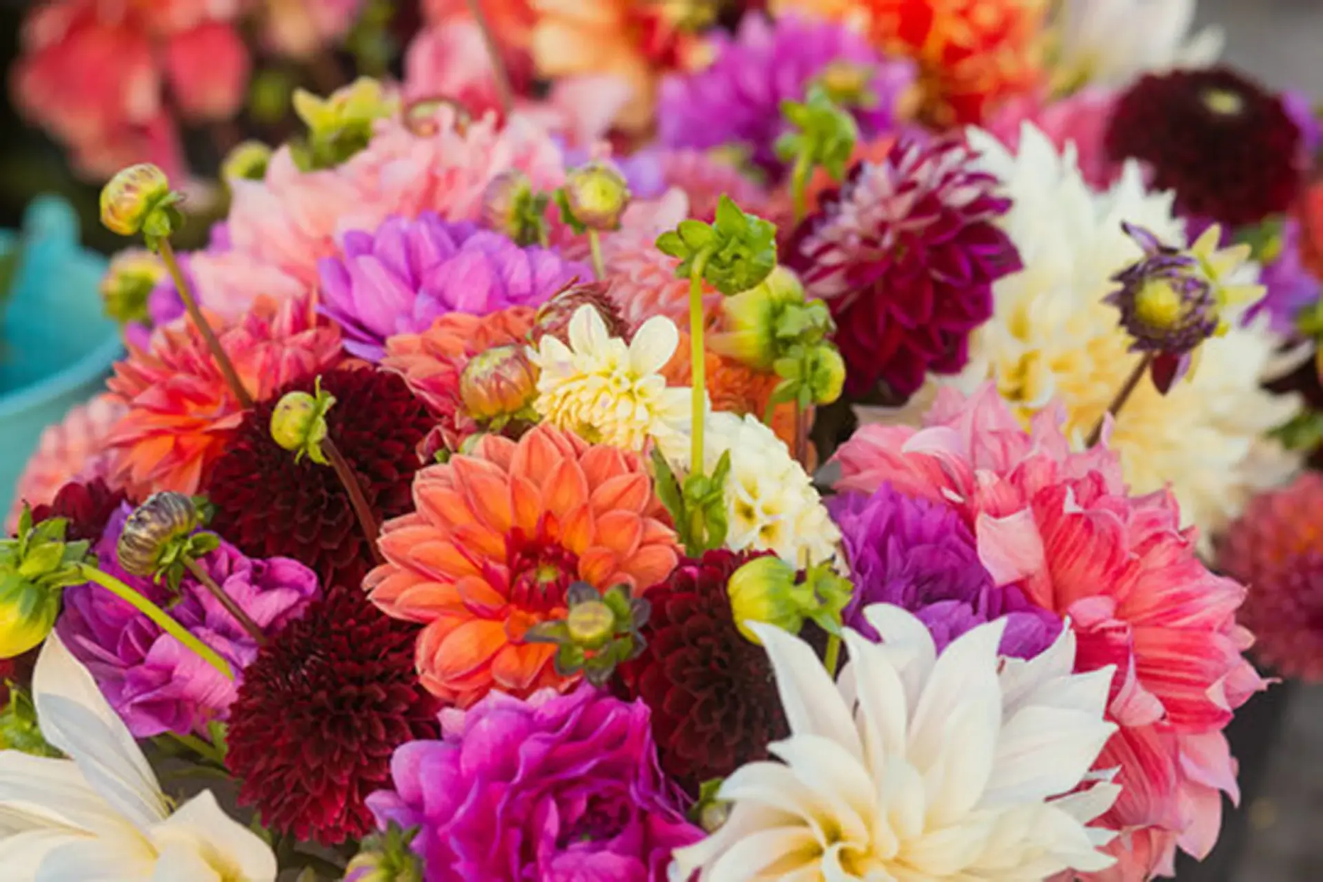 Bloemen 1