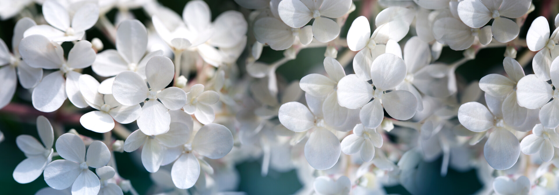 HORTENSIA WIT 2